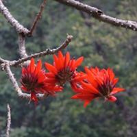 trekking in nepal